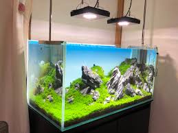 レイアウト アクアリウム