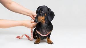 Recommended and most common schedule of vaccinations puppy vaccination schedule. Dachshund Weight How Much Should My Doxie Weigh