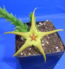 Image result for Orbea caudata