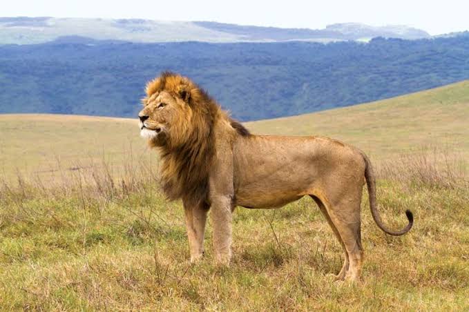 Ngorongoro