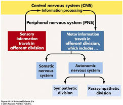 flow chart nervous system peripheral autonomic