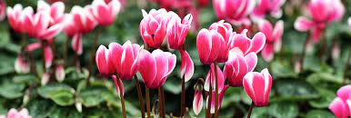 Check spelling or type a new query. The Most Beautiful Winter Plants Of Houston Plants For All Seasons Since 1973