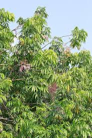 Image result for Lepisanthes