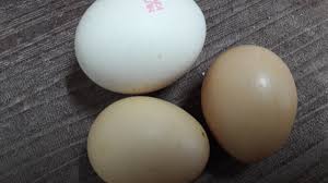 Jual telur ayam kampung murah, harga beli terbaik, berbagai pilihan, beli murah langsung dari cari telur ayam kampung di indonesia, distributor telur ayam kampung, supplier, dealer, agen. Titisan Nurani Kampung Vs Bandar