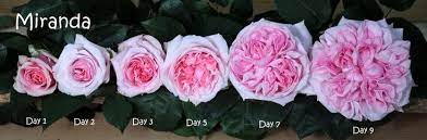 Miranda Parfum Flower Company David Austin David Austin Roses Rose
