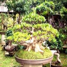Image result for Ficus ingens
