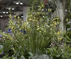 Image result for Eulophia streptopetala