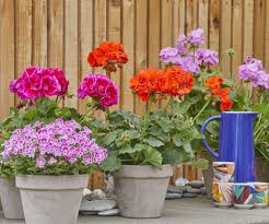 Image result for Geranium vagans