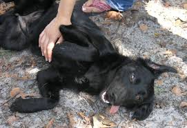 All Black Border Collie Puppy Solid Black Border Collie Border Collie Dog Collie Border Collie