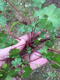 We did not find results for: Washington State Noxious Weed Control Board