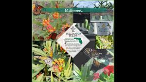 Butterfly and pollinator plants for monarch butterflies, bees and hummingbirds. Florida Friendly Plants Flowering Perennials Native Wildflowers