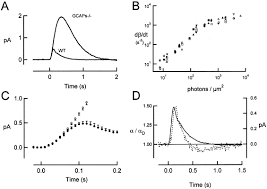 Metal kitchen rack w \/metal rods and cones in retina function. Dynamics Of Cyclic Gmp Synthesis In Retinal Rods Sciencedirect