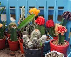 It's a visually striking houseplant, and easy to care for too! How To Plant A Cactus Container Garden Hgtv