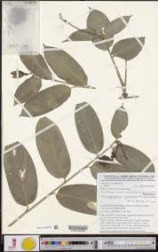 Image result for Trachyphrynium braunianum