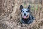 20 Best Blue Heeler Mixes - Australian Cattle Dog Mix Guide