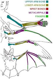Weird Bats And The Truth About Rabies In 2020 Biology Bat Anatomy