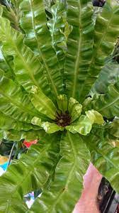 Crinkle leaf plant, key lime pie. Bird S Nest Fern Asplenium Nidus Guide Our House Plants