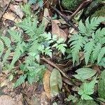 Image result for Tectaria fernandensis