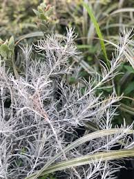 Image result for Helichrysum graniticola