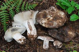 Image result for Russula polyphylla
