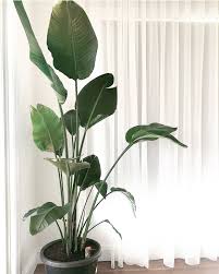 Bird Of Paradise Houseplant Bird Of Paradise Indoor Plant Birds Of Paradise Plant Indoor Plants Plants