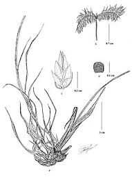 Image result for Dactyloctenium geminatum