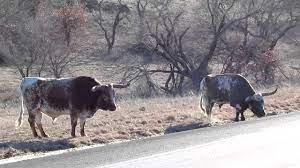 Longhorn Bull With A Real Bad Attitude Out In The Wichita Mountains In Oklahoma Youtube