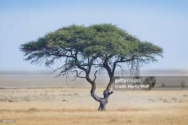 Image result for Acacia tortilis