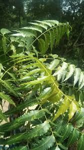 Image result for Meliaceae