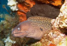 For other uses, see moray (disambiguation). Greenpeace Moray Eel In Italy