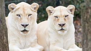 Cincinnati zoo & botanical garden, home of the world famous hippo fiona. 22 Year Old White Lion Euthanized At Cincinnati Zoo