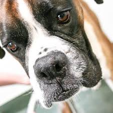 When can puppies go outside in the garden. When Can My Puppy Go Outside After Vaccination Conanvet Veterinary Services