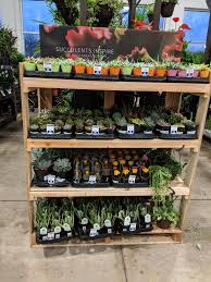 Maybe you would like to learn more about one of these? Local Lowes Restocked Johnson City Tn Succulents