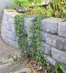 Image Result For Large Leaf Vinca On Retaining Wall Concrete Retaining Walls Landscaping Tips Vinca Minor