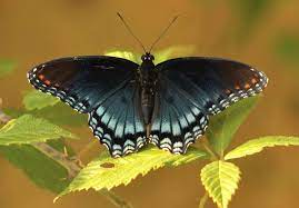 And four or so spots of orange above the white. Red Spotted Purple Alabama Butterfly Atlas