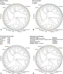 Image result for Blotiella trichosora