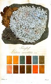 Lichen Color Chart Botanical Flowers Botanical Prints