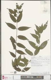 Image result for Pauridiantha