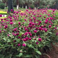Image result for Gomphrena globosa