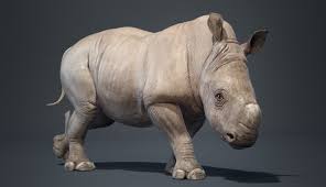 Rhino Baby 3d Model In 2020 Baby Rhino 3d Model Animals