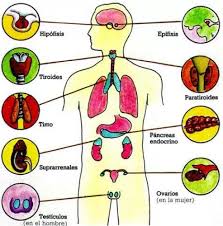 We did not find results for: La Dieta De Las 7 Hormonas El Menu Que Te Hara Perder Peso En Menos De 1 Semana