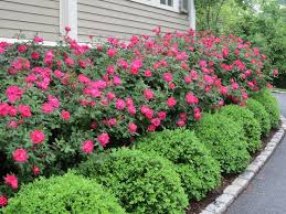 Get landscaping tips from hgtv experts on choosing the best plants, maintaining your lawn, completing hardscaping projects and more. How To Care For Roses Front Yard Landscaping Design Boxwood Landscaping Yard Landscaping