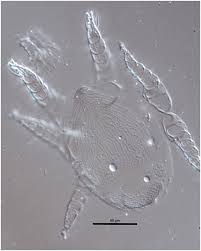 The order coleoptera is among the least studied. Macrodinychus Mites As Parasitoids Of Invasive Ants An Overlooked Parasitic Association Scientific Reports