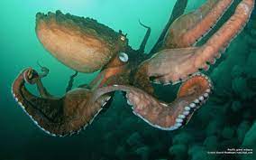 Giant Octopus Pacific Giant Octopus Popular Mechanics Octopus Giants Animals
