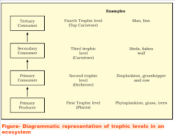 Environment Energy Flow In An Ecosystem Neostencil