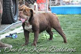 The long hair gene in the french bulldog is a gene that produces a layer with higher capillary length. Furgie One Of A Kind Bulldogs