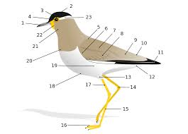 Macam macam bentuk paruh dan kaki burung beserta fungsinya adapun contoh burung yang. Anatomi Burung Wikipedia Bahasa Indonesia Ensiklopedia Bebas