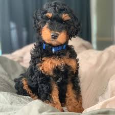 They specialize in f1 & f1b standard and mini bernedoodles and. Bernedoodle Puppies For Sale