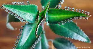 Pin On Plant Care Today