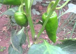 como plantar pimentao dicas de sucesso para voce como plantar pimentao horta caseira e pe de pimenta